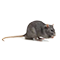 Biologia dos Ratos